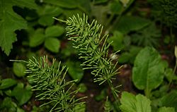 250px-equisetum-arvense-vegetative